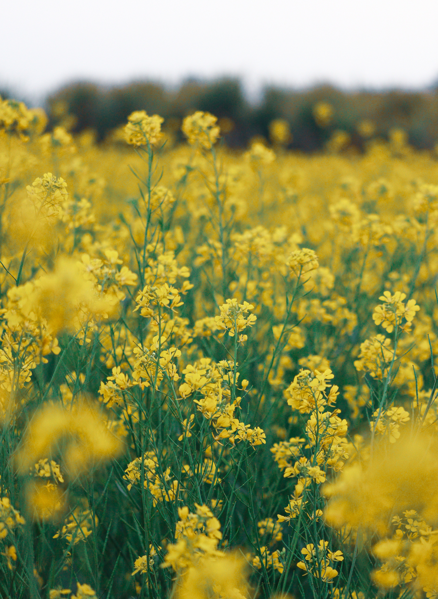 Yellow Flower Field
